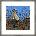 King Of The Mountain Framed Print