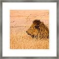 King Of The Pride Framed Print