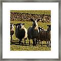 King Of The Sheep Framed Print