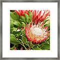King Protea Flowers Framed Print