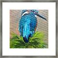 Kingfisher Bird Framed Print