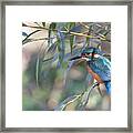 Kingfisher In Willow Framed Print