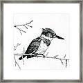 Kingfisher Framed Print