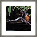 Kingfisher Framed Print