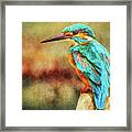 Kingfisher's Perch 2 Framed Print