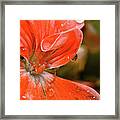 Kissed By The Rain Framed Print