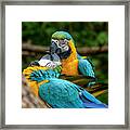 Kissing Parots Framed Print