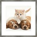 Kitten And Puppies Framed Print