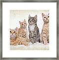Kittens Framed Print