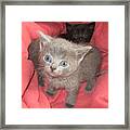 Kittens On Red Plaid Framed Print