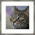 Kitty Cat Framed Print