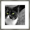 Kitty Fallowing Framed Print