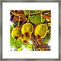 Kiwis In Kiwiland Framed Print