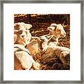 Kline Creek Lambs Framed Print