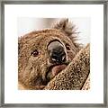 Koala 3 Framed Print