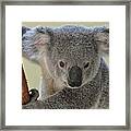 Koala Bear Framed Print