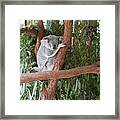 Koala Framed Print