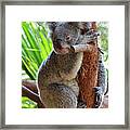 Koala Mama Framed Print