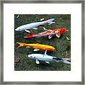Koi Fish In A Shallow Pool Framed Print