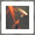 Koi Trio Framed Print