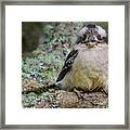 Kookaburra 3 Framed Print