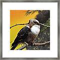 Kookaburra Framed Print