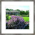 Korean Lilacs And Sandhill Crane Framed Print
