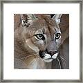 Kowiachobee Animal Preserve - Young Panther Framed Print