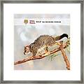 Kyle The Brushtail Possum, Native Animal Rescue Framed Print