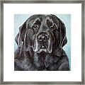 Labs Are The Most Sincere Framed Print