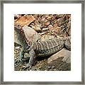 Lace Monitor Framed Print
