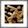 Lactobacillus Salivarius Bacteria Framed Print