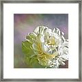 Lacy Framed Print