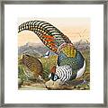 Lady Amherst's Pheasant. Chrysolophus Amherstiae Framed Print