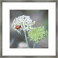 Lady On The Lace Ii Framed Print