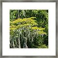 Lake Waccamaw Cypress Framed Print