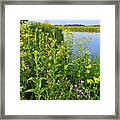 Lakeside Sunflowers In Lake County Framed Print