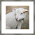 Lamb Lament 2 Framed Print