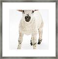 Lamb Standing Framed Print
