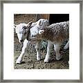 Lambs Framed Print