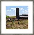 Lancaster Cows Framed Print