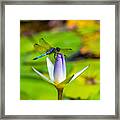 Landed On The Lily Framed Print