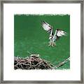 Landing On The Osprey Nest Framed Print