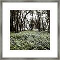 Langdon Woods Ferns Framed Print