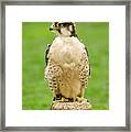 Lanna Falcon  - Falco Biarmicus Framed Print