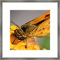 Lantana Butterfly One Framed Print