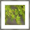 Larch Branch And Foliage Framed Print