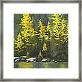 Larches Framed Print