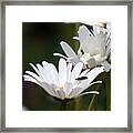 Large Daisies With Bug Framed Print