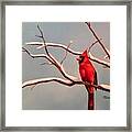 Last Snow Of Winter, Cardinal Framed Print